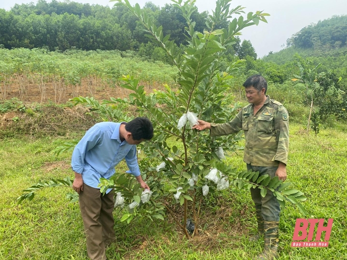 Hiệu quả từ xen canh cây ngắn ngày trong vườn cây ăn quả