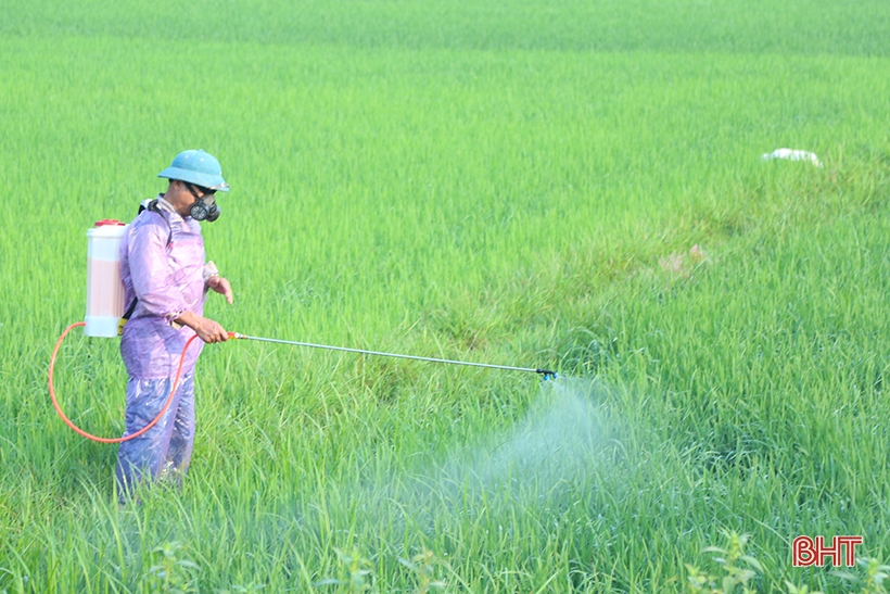 Khẩn trương phòng trừ bệnh đạo ôn cổ bông hại lúa vụ xuân