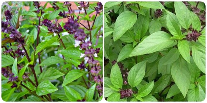 What is the effect of dog basil? - Vietnam.vn