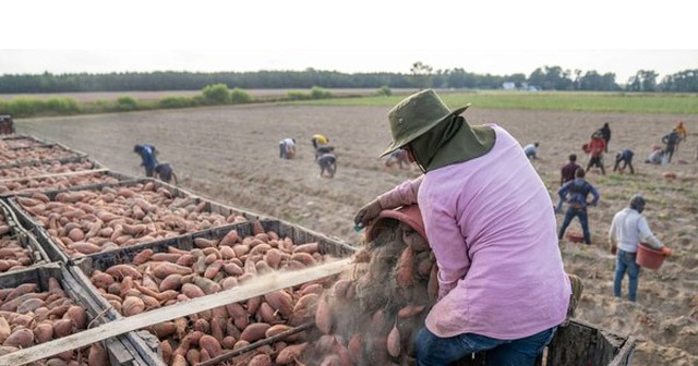 Khoai lang chính ngạch đầu tiên sắp xuất sang Trung Quốc