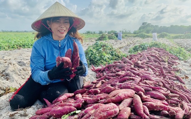 Khoai lang chính ngạch đầu tiên sắp xuất sang Trung Quốc - Ảnh 1.