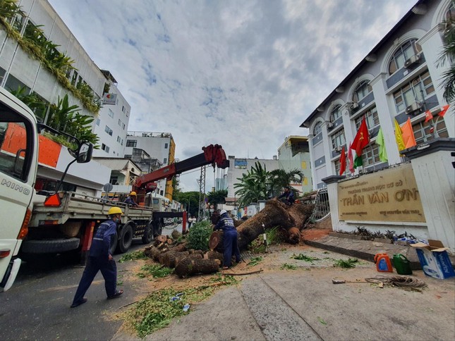 Cây xanh trong trường học bật gốc 7 người bị thương: Trách nhiệm thuộc về ai? ảnh 1