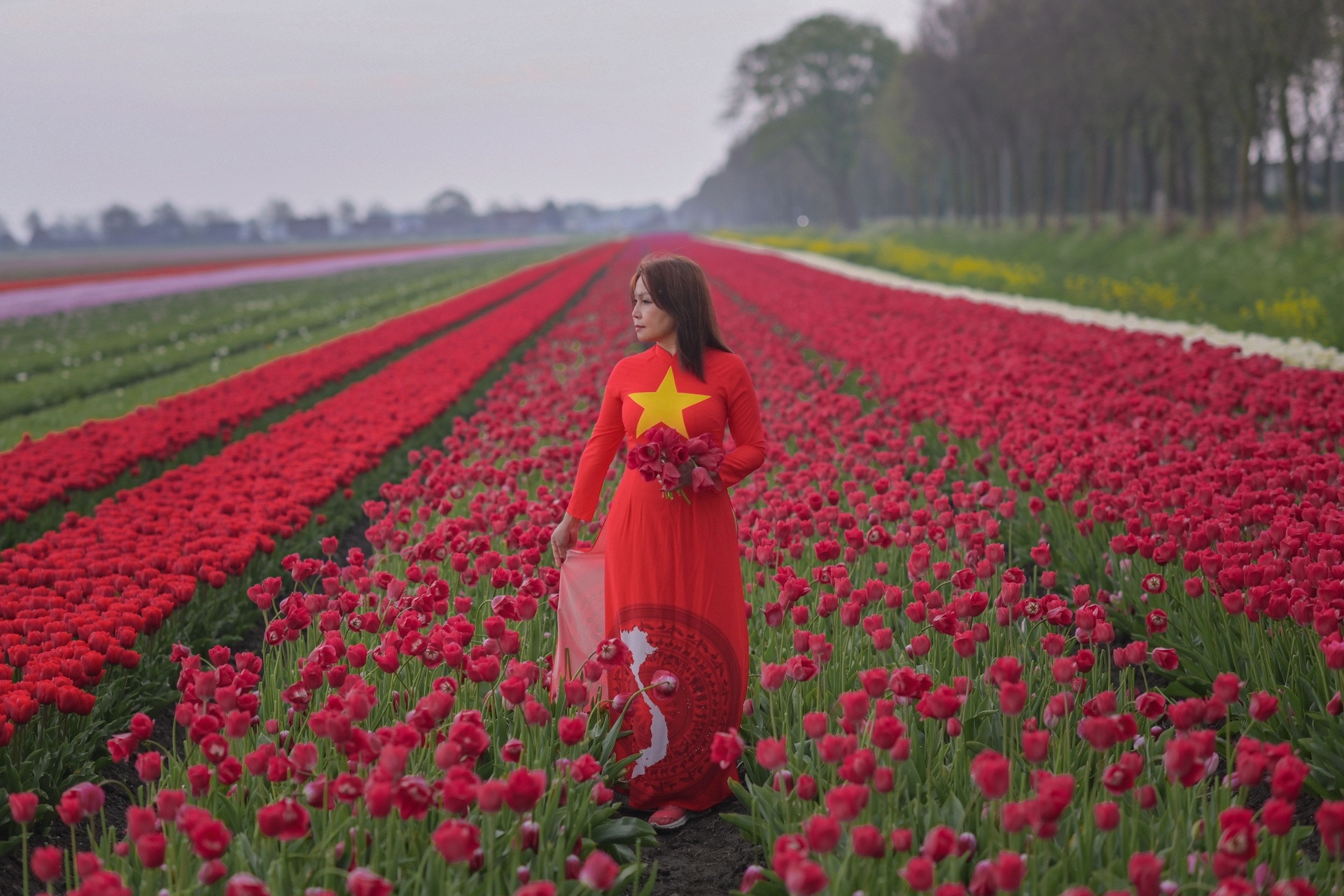 merveillez vous devant les champs de tulipes f eriques dans l