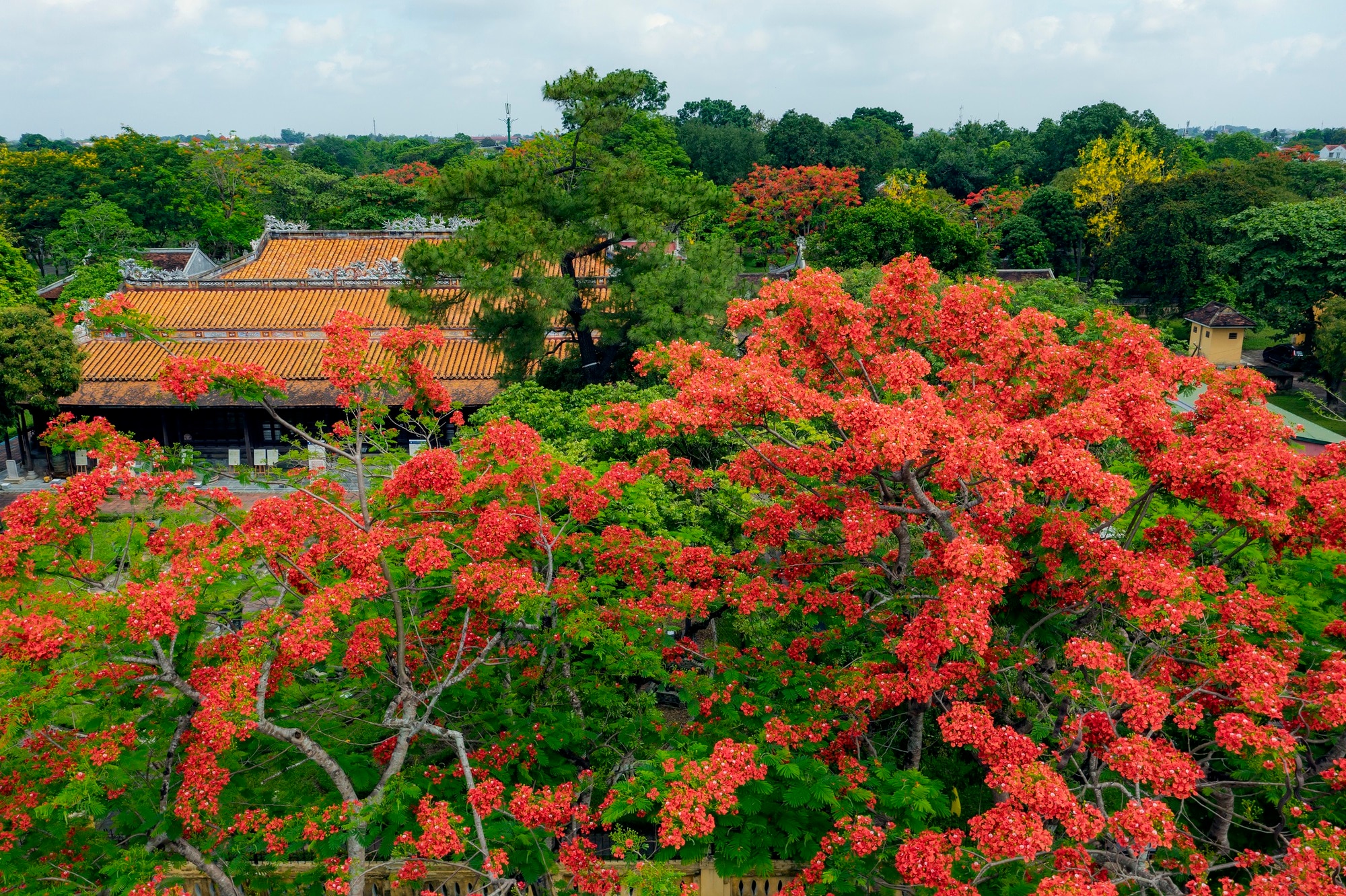 hoa phuong vy