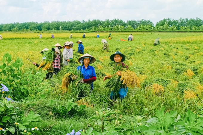 The young man helped farmers sell rice before it bloomed - Vietnam.vn