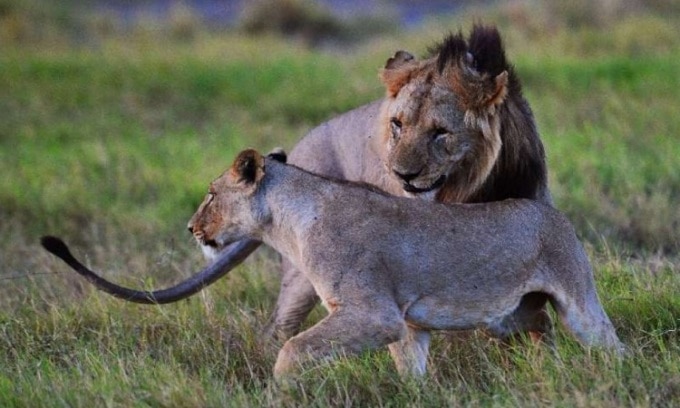 Hiện nay có khoảng 2.500 con sư tử đang sống ở Kenya. Ảnh: Phys.org