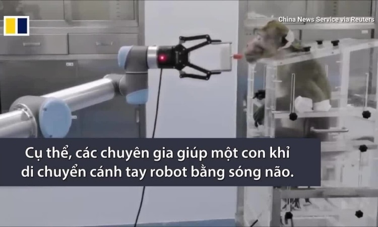Hệ thống cho phép khỉ điều khiển cánh tay robot bằng não