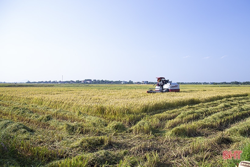 cosecha de arroz