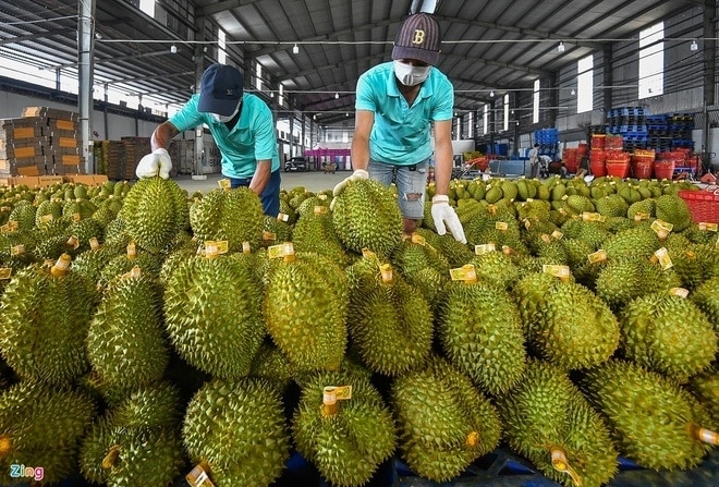 Tin vui với sầu riêng Việt Nam - Vietnam.vn