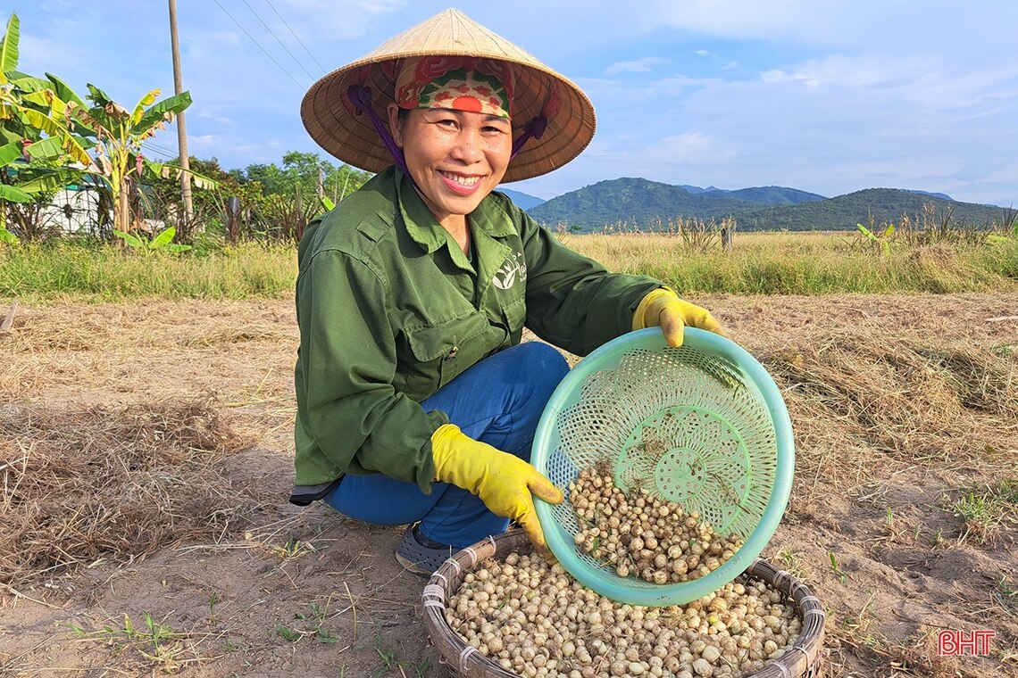 Зеленый лук Нги Суан в сезоне, цена почти удвоилась - Vietnam.vn