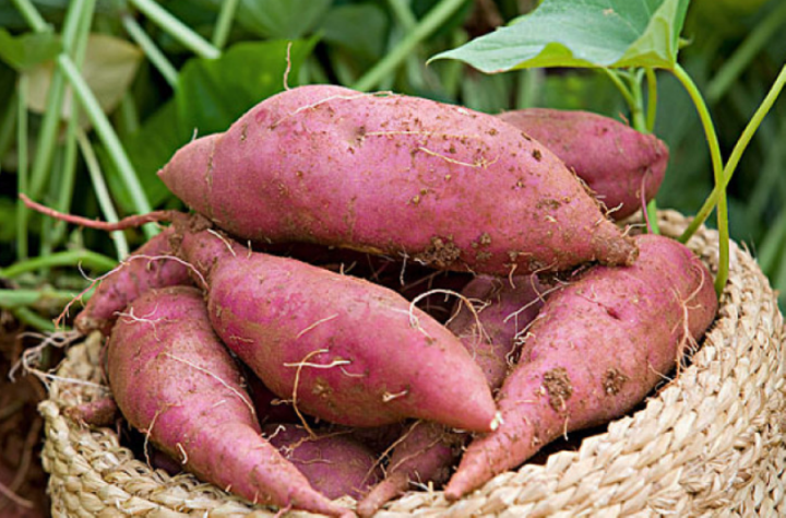 can-eating-sweet-potatoes-lose-weight-vietnam-vn