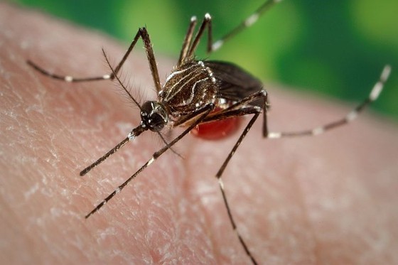 Muỗi Anophen là vật trung gian truyền ký sinh trùng gây bệnh sốt rét. Ảnh : CDC
