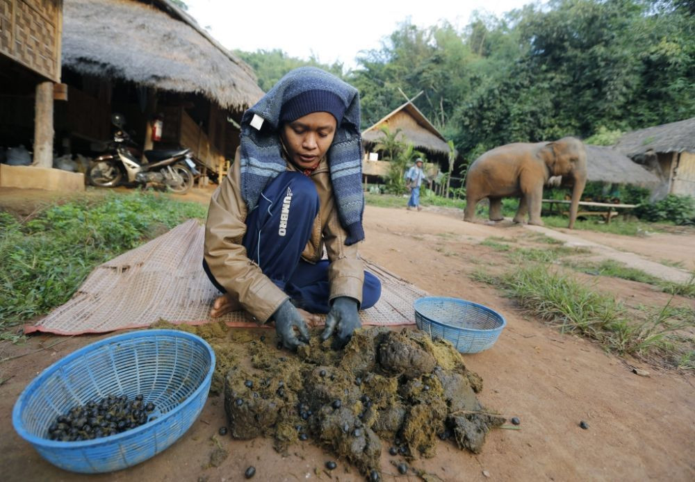 elephant manure coffee