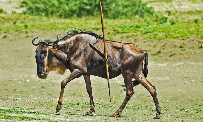 やり投げが脇腹に刺さった状態で生きているヌー - Vietnam.vn