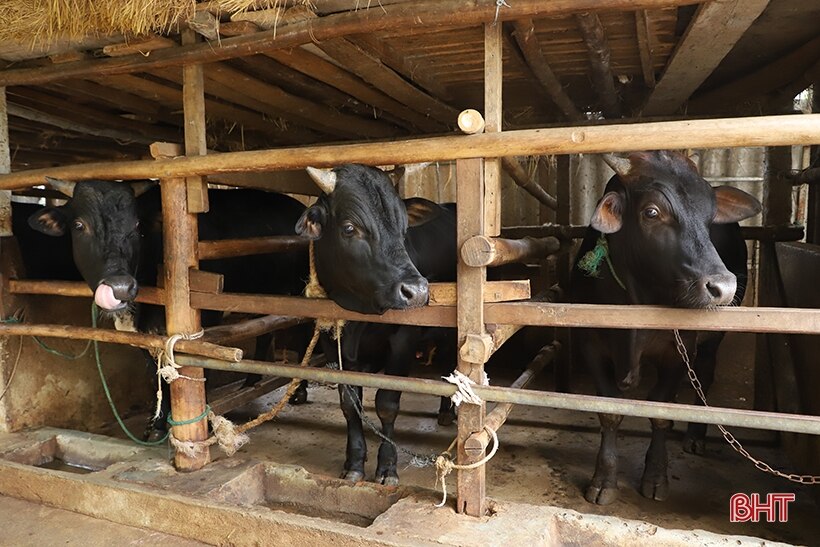 Giá bò hơi “rớt” mạnh, người chăn nuôi Hà Tĩnh thua lỗ 