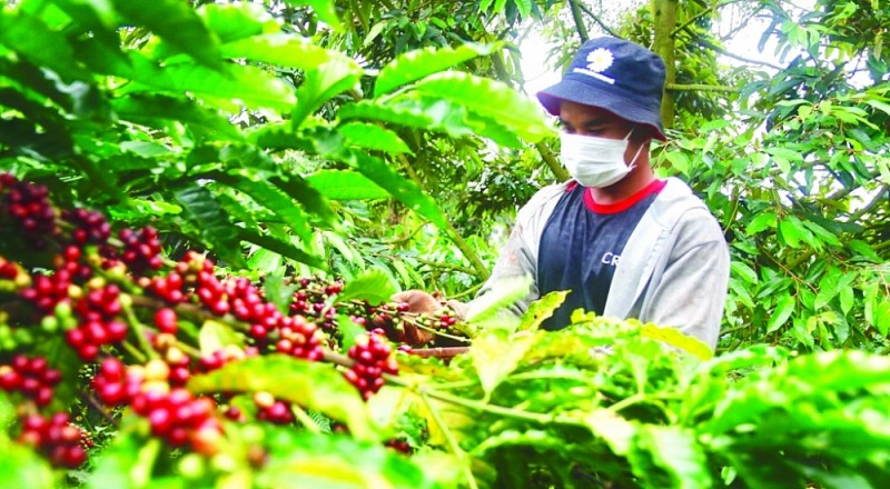 Xuất khẩu cà phê của Việt Nam được hưởng lợi về giá