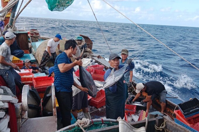Vươn khơi săn cá ngừ, cá nục, ngư dân thu về hơn 10 tỷ đồng - 5