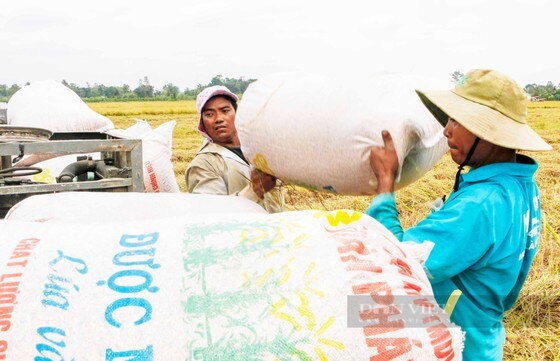 Giá gạo tăng cao: Không tranh thủ sẽ lỡ cơ hội ảnh 1