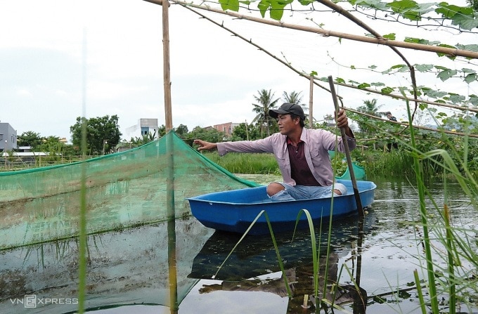 Anh Trần Văn Dũng chèo thuyền kiểm tra ao nuôi ốc bươu đen hữu cơ ở xã Hoà Khương. Ảnh: Nguyễn Đông