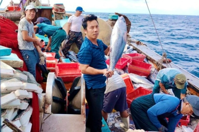 Vươn khơi săn cá ngừ, cá nục, ngư dân thu về hơn 10 tỷ đồng - 1