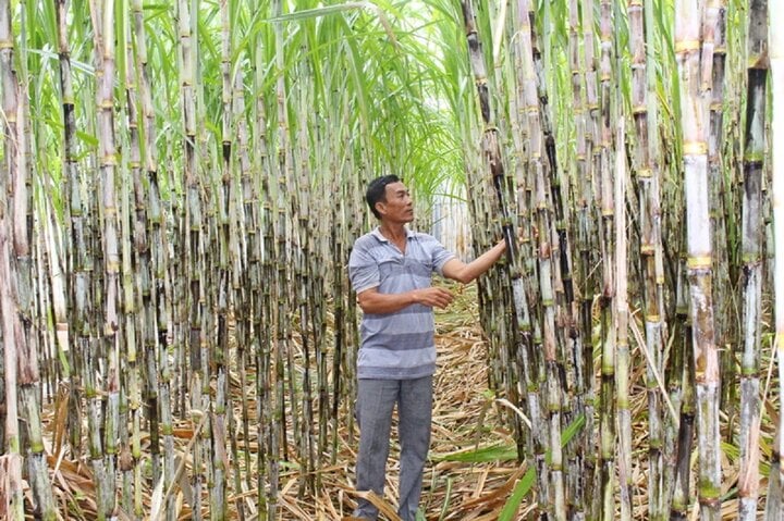 La canne à sucre au Vietnam