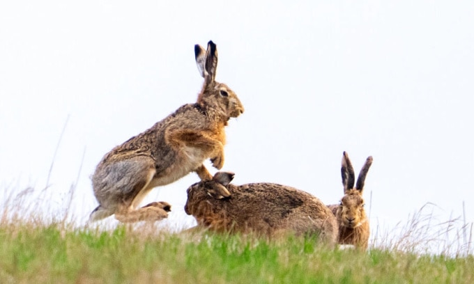 Với khả năng sinh sôi và thích nghi tốt, thỏ nhanh chóng trở thành loài xâm lấn nguy hiểm ở Australia. Ảnh: AFP/APA/Georg Hochmuth