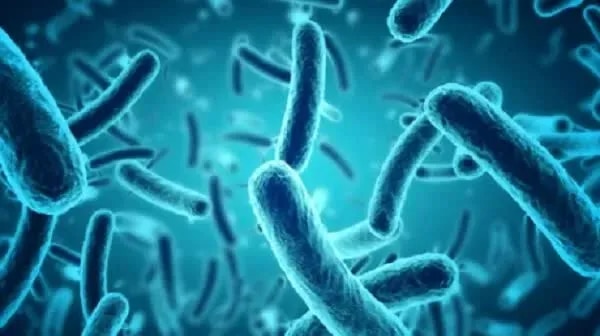 Vụ ngộ độc sau đêm trung thu: Vi khuẩn Salmonella thường gặp trong thực phẩm nào? - Ảnh 1.