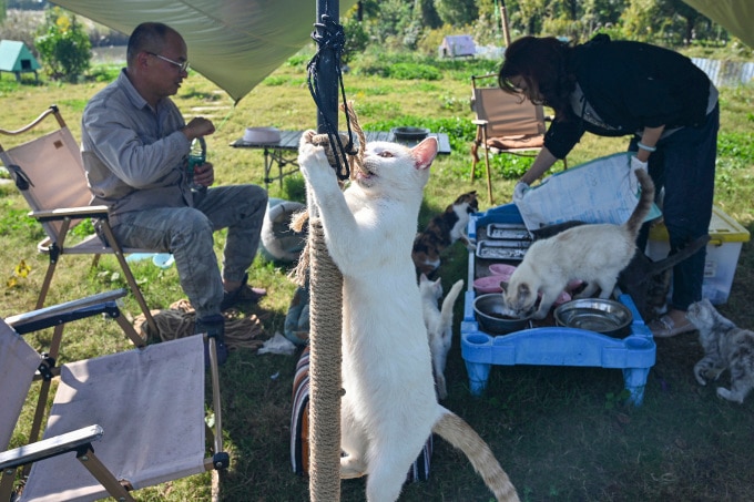 Mèo tại trạm cứu hộ ở Giang Tô đầu tháng này. Ảnh: AFP