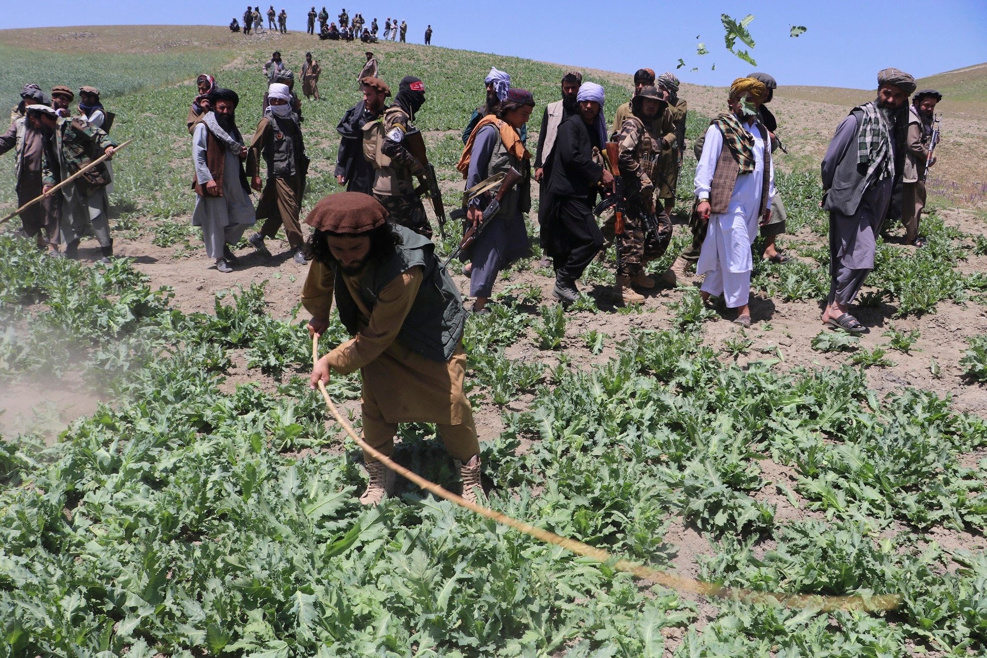 Diện tích trồng cây anh túc ở Afghanistan giảm 95% sau lệnh cấm của Taliban - Ảnh 1.