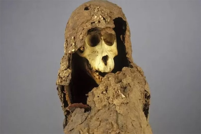 Xác ướp khỉ đầu chó (mẫu vật 90001206) từ Gabbanat el-Qurud, Ai Cập, được bảo tàng Musée des Confluences, Pháp, lưu giữ. Ảnh: Patrick Ageneau