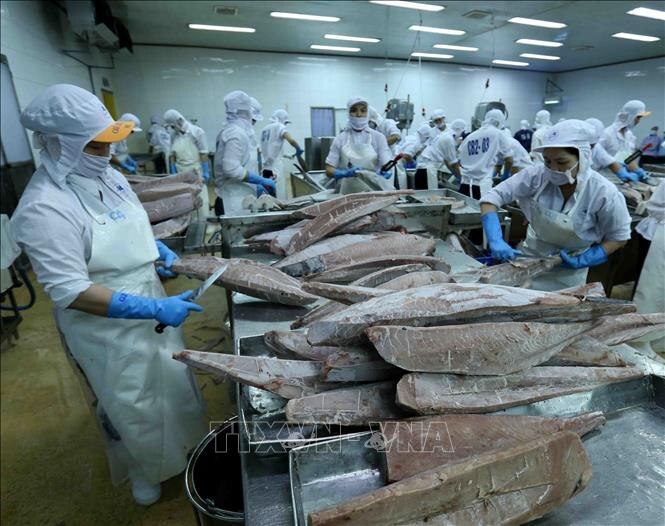Chế biến cá ngừ đại dương đông lạnh xuất khẩu tại nhà máy của Công ty Cổ phần Thủy sản Bình Định. (Ảnh minh họa: Vũ Sinh/TTXVN)
