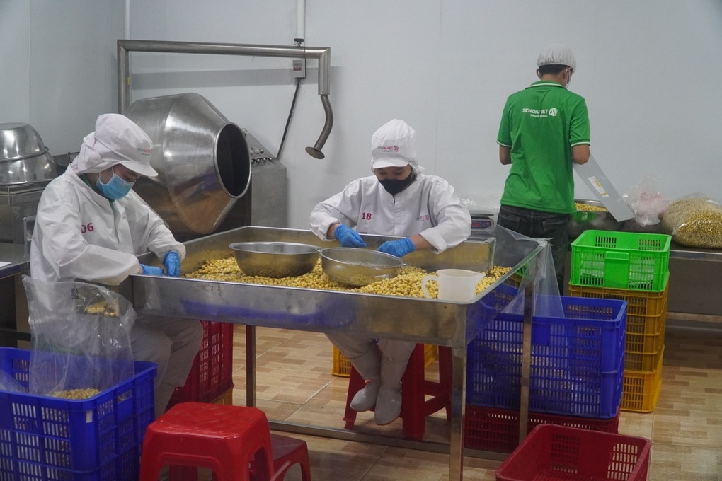 Dong Thap farmers make fortune growing straw mushrooms