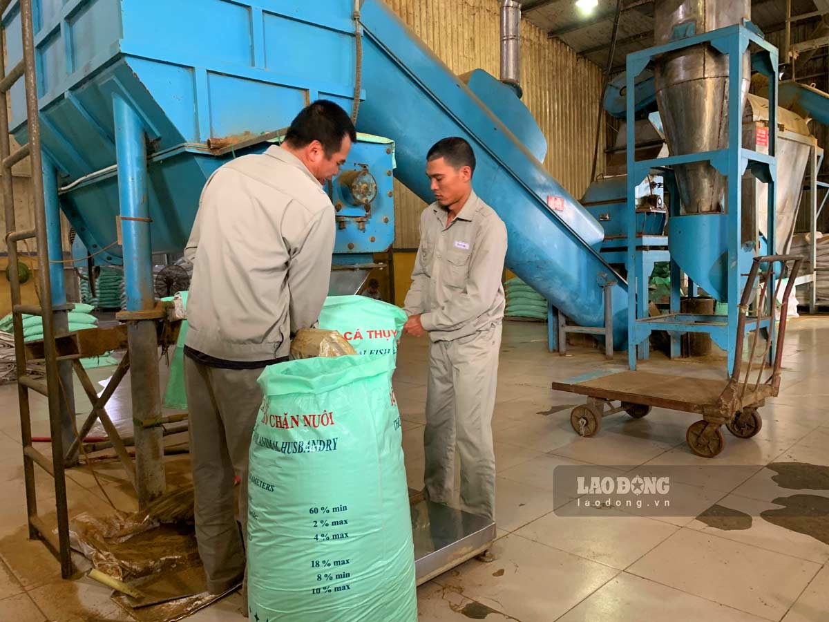 Sản xuất bột cá cung ứng cho sản xuất thức ăn chăn nuôi tại công ty trên địa bàn huyện Thái Thuỵ. Ảnh: Lương Hà