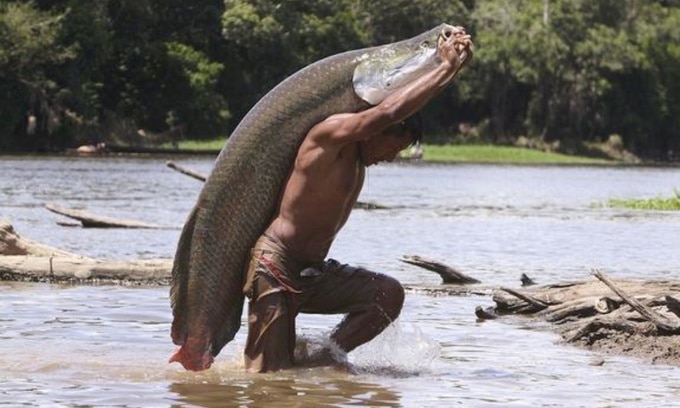Hải tượng long là một trong những loài cá nước ngọt lớn nhất thế giới. Ảnh: Sergio Ricardo de Oliveira