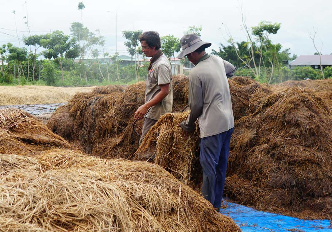 Organic Dried Straw Mushroom - N_m m_ r_m VIETNAM