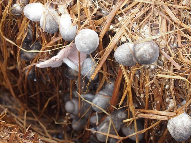 Dong Thap farmers make fortune growing straw mushrooms