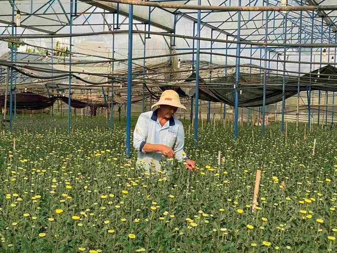 Người trồng hoa Đà Lạt tất bật chăm sóc hoa để đáp ứng thị trường Tết