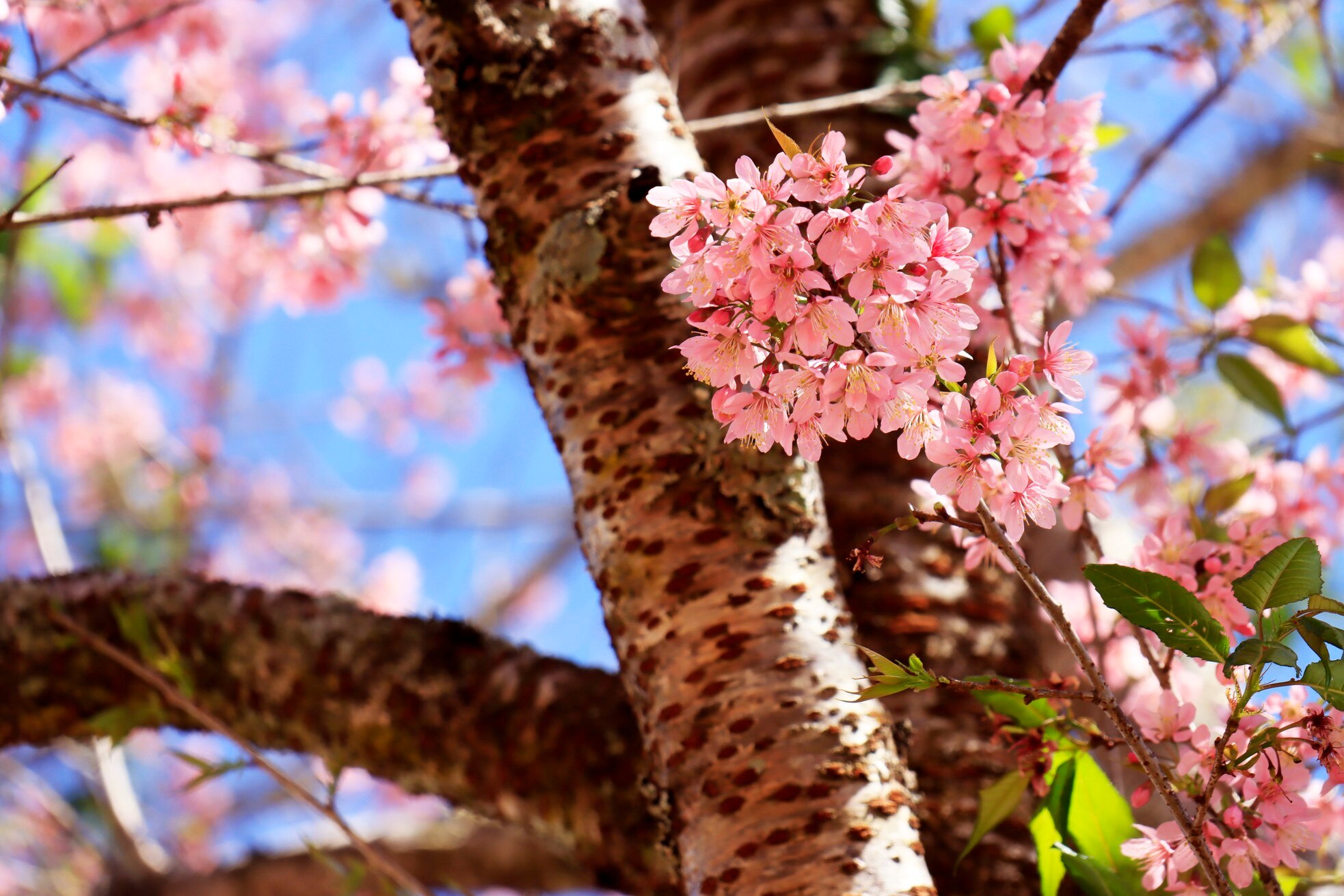Loài hoa nhuộm hồng ngôi trường có cảnh quan đẹp bậc nhất Đông Nam Á ảnh 5