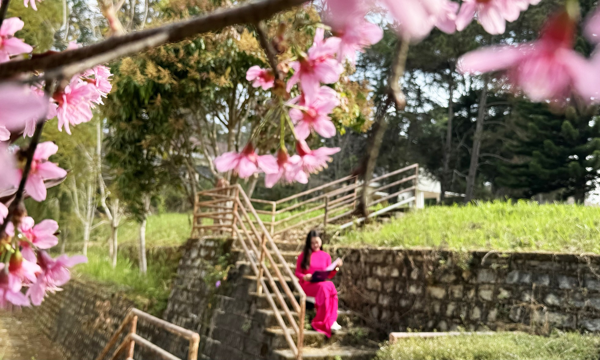 Loài hoa nhuộm hồng ngôi trường có cảnh quan đẹp bậc nhất Đông Nam Á ảnh 6