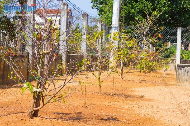 Vì sao một làng ở Quảng Ngãi ví như xứ sở ngàn mai, cả làng trồng mai đẹp mê mẩn mà chả bán bao giờ- Ảnh 11.
