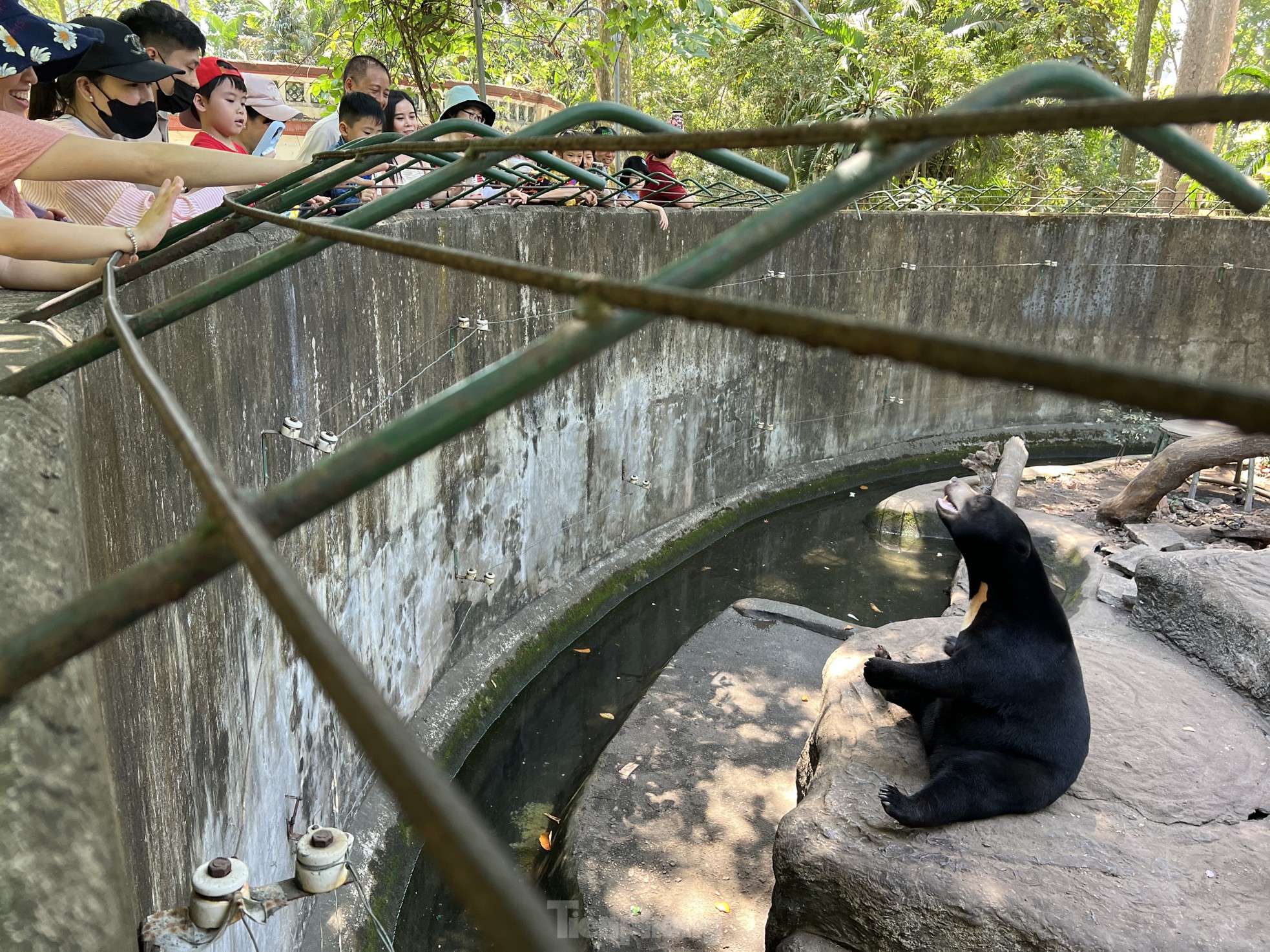 Внезапно увидел медведя... который ел мороженое в зоопарке Хошимина -  Vietnam.vn