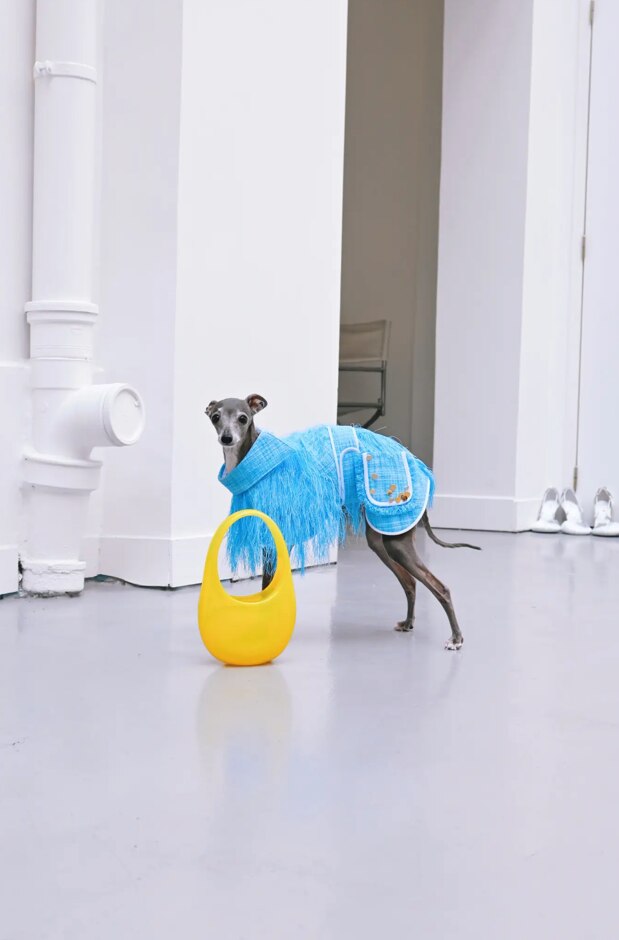 Chú chó Tika luôn xuất hiện với những bộ quần áo của các thương hiệu xa xỉ nổi tiếng được thiết kế riêng. Ảnh: Thomas Sharpio / SWNS