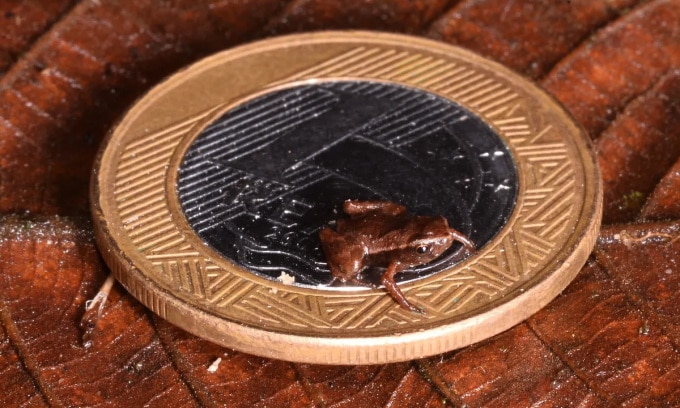 Ếch Brachycephalus pulex ngồi trên đồng xu đường kính 27 mm. Ảnh: Renato Gaiga
