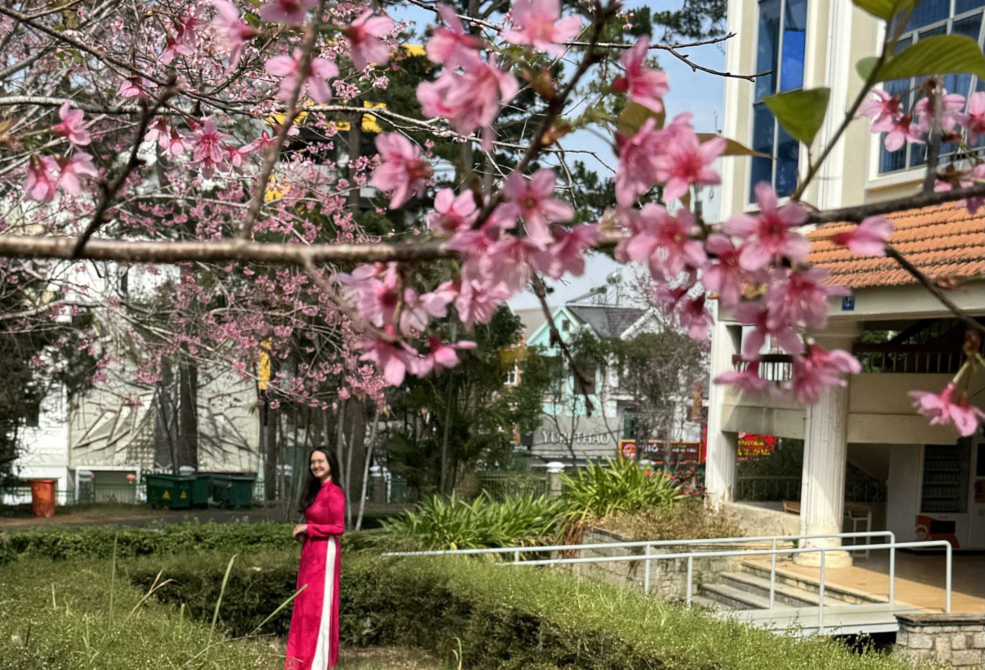 Loài hoa nhuộm hồng ngôi trường có cảnh quan đẹp bậc nhất Đông Nam Á ảnh 1