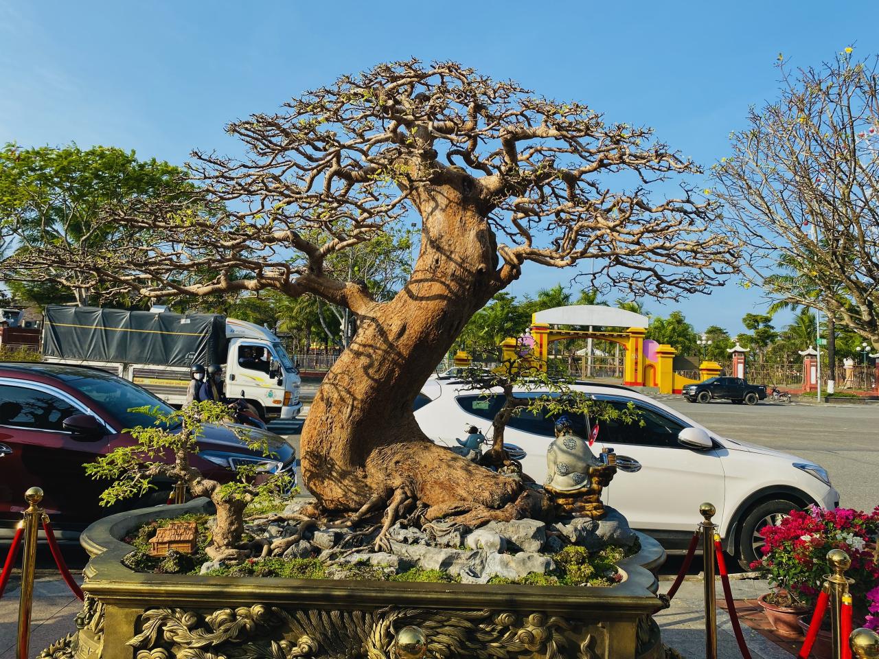 Dàn bonsai thế độc dáng lạ quy tụ, người xem mãn nhãn- Ảnh 1.