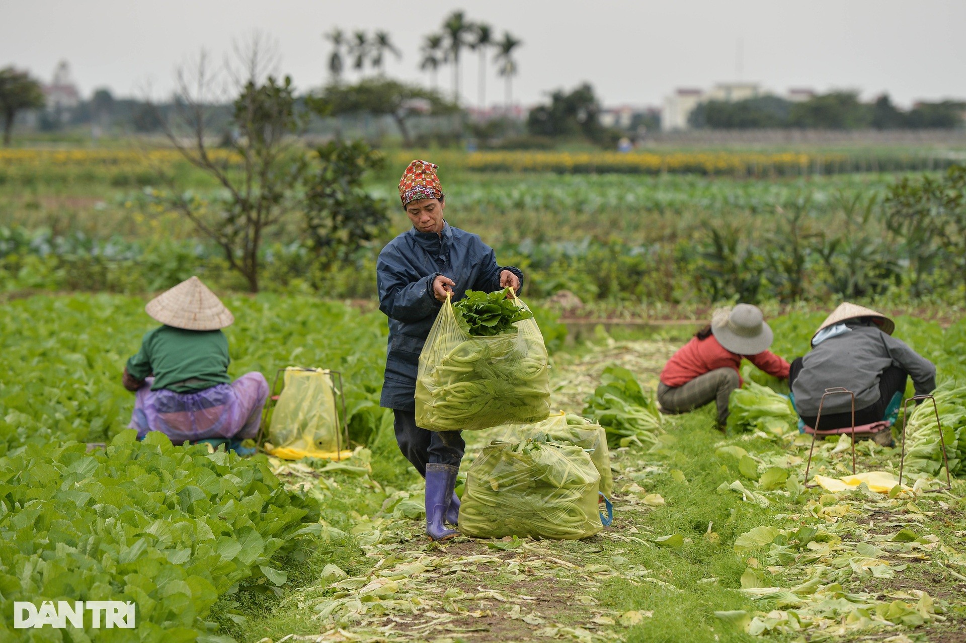 Lạnh thấu xương, nông dân ở Hà Nội vẫn miệt mài xuống đồng ảnh 4