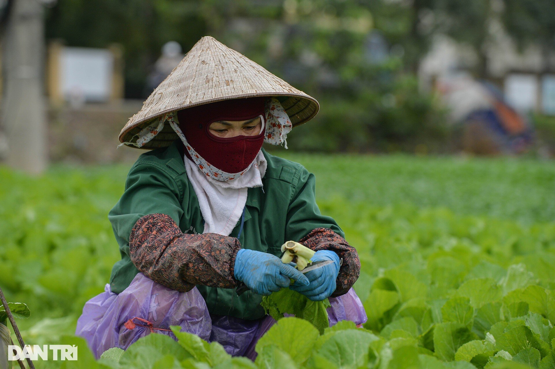 Lạnh thấu xương, nông dân ở Hà Nội vẫn miệt mài xuống đồng ảnh 5