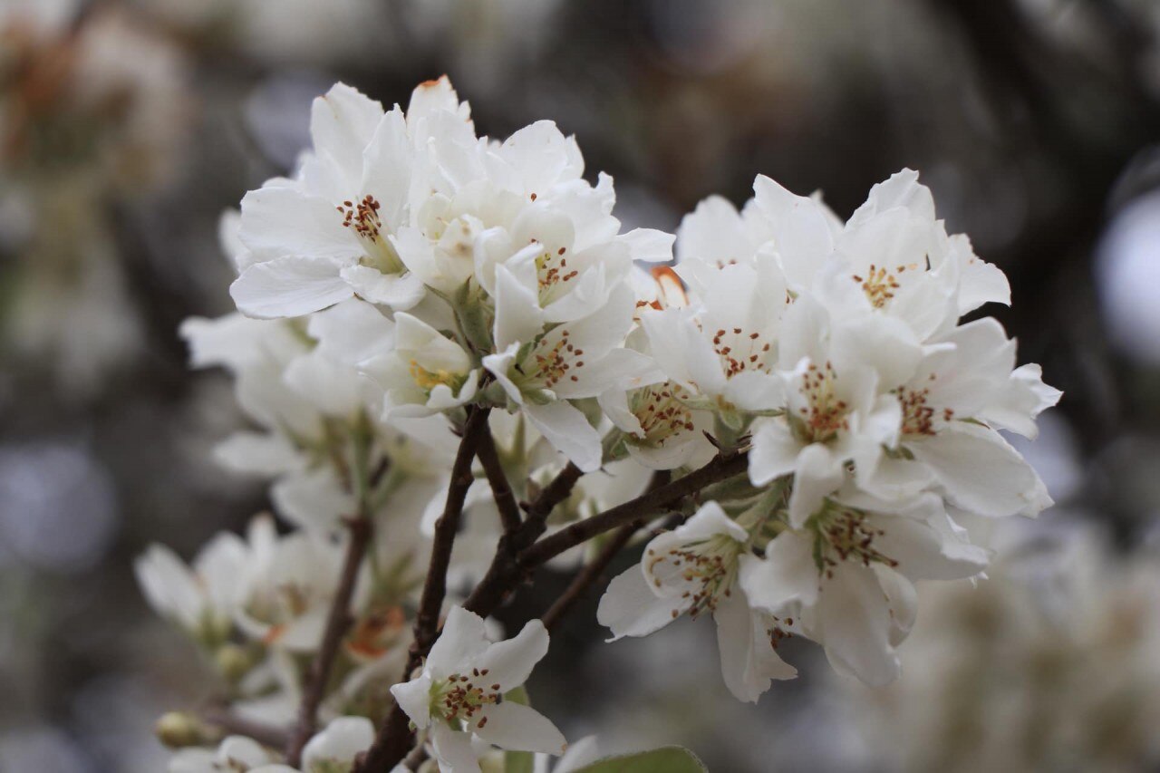 Hoa Sơn tra còn được biết đến với tên gọi khác là hoa của cây Táo mèo