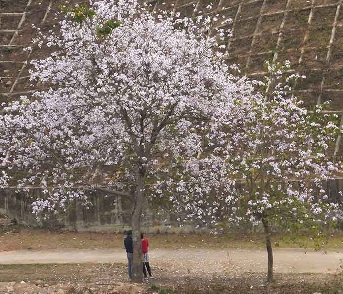 Điện Biên