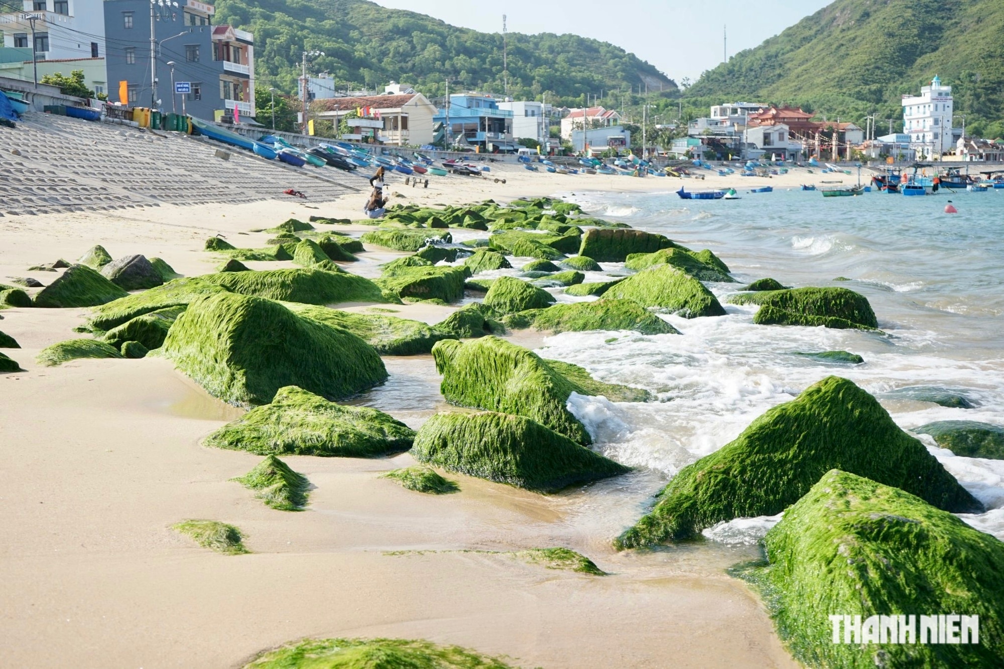 Ngắm mùa rêu xanh tuyệt đẹp ở biển Quy Nhơn- Ảnh 4.